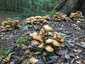 Gyűrűs tuskógomba (Armillaria mellea), Budai-hegység. Látszólag földön is nőhet (a talajban lévő gyökereken)